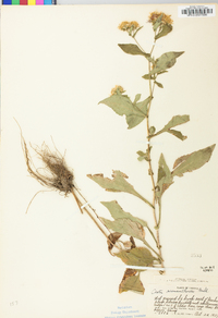 Symphyotrichum prenanthoides image