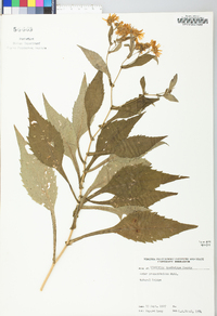 Symphyotrichum prenanthoides image