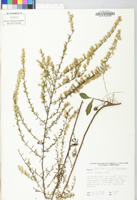 Symphyotrichum racemosum image