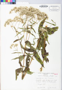 Eupatorium sessilifolium image