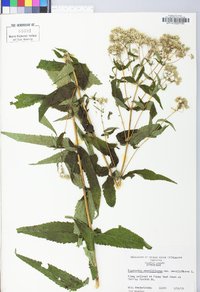 Eupatorium sessilifolium image