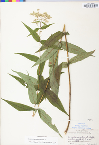 Eupatorium sessilifolium image