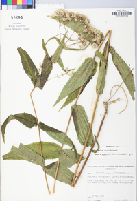 Eupatorium sessilifolium image