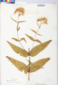 Eupatorium sessilifolium image