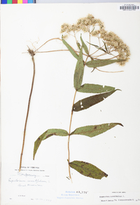 Eupatorium sessilifolium image