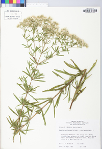 Eupatorium hyssopifolium image