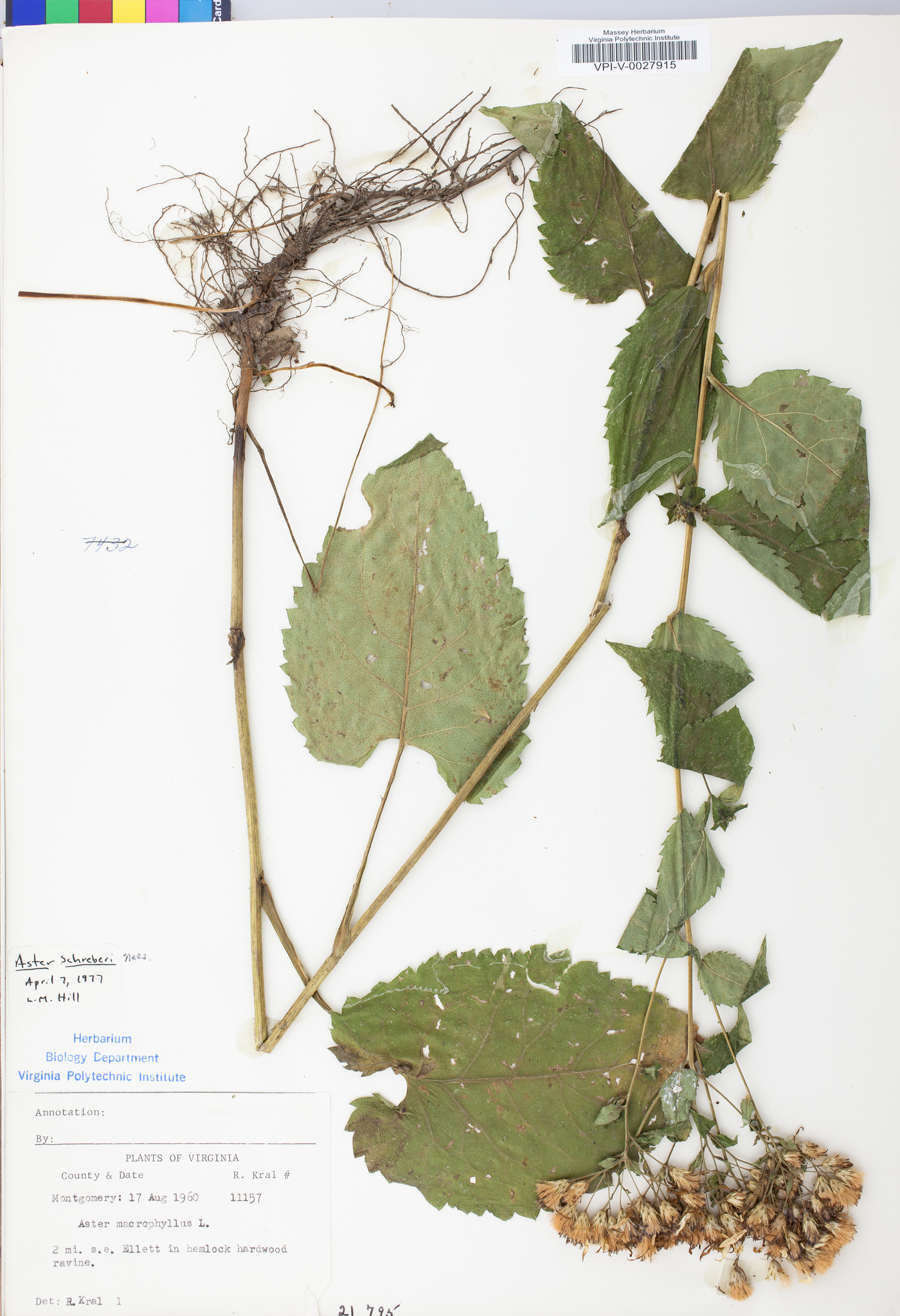 Eurybia schreberi image