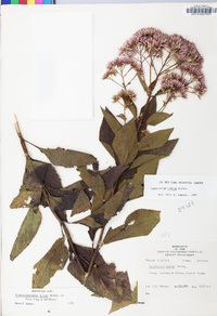 Eutrochium dubium image