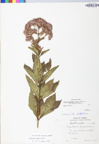 Eutrochium dubium image