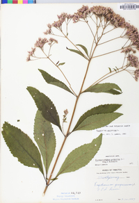 Eutrochium purpureum image