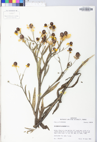 Helenium flexuosum image