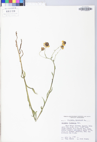 Helenium flexuosum image