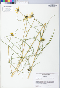 Helianthus angustifolius image