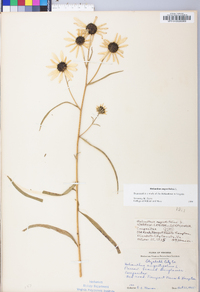 Helianthus angustifolius image