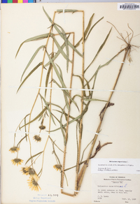 Helianthus angustifolius image