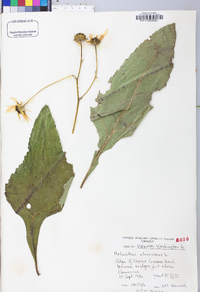Helianthus atrorubens image