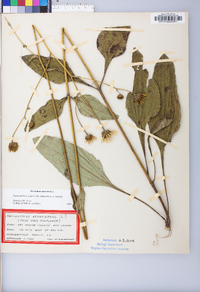 Helianthus atrorubens image