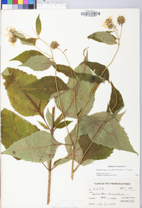 Helianthus decapetalus image