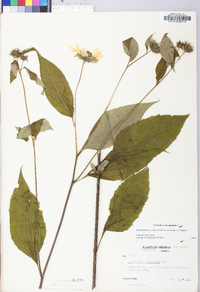 Helianthus decapetalus image