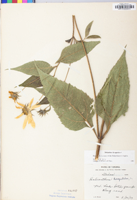 Helianthus decapetalus image