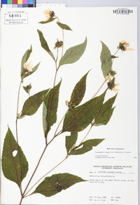 Helianthus decapetalus image