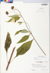 Helianthus decapetalus image