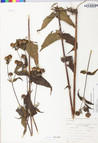 Helianthus divaricatus image