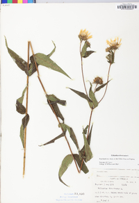 Helianthus divaricatus image