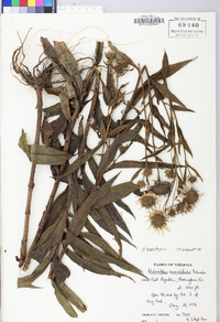 Helianthus giganteus image