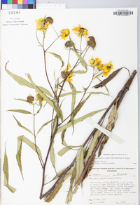 Helianthus grosseserratus image