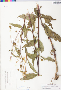 Helianthus laevigatus image