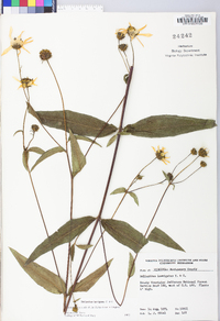 Helianthus laevigatus image