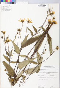 Helianthus laevigatus image