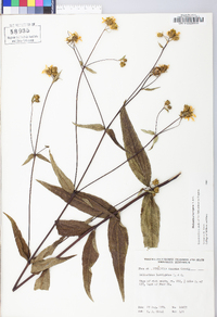 Helianthus laevigatus image