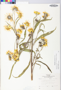 Helianthus maximiliani image