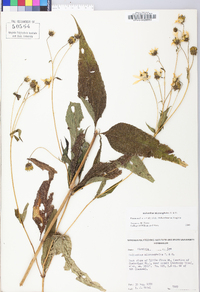 Helianthus microcephalus image