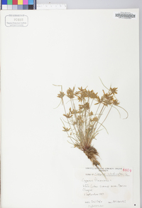 Cyperus flavescens image