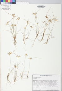 Cyperus flavescens image