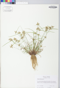 Cyperus flavescens image