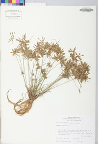 Cyperus flavescens image