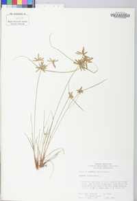 Cyperus flavescens image