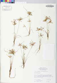 Cyperus flavescens image