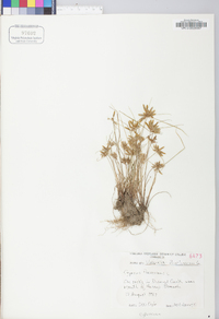 Cyperus flavescens image