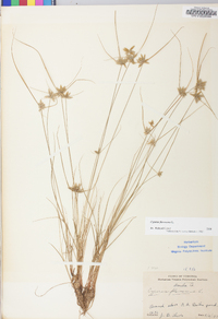 Cyperus flavescens image