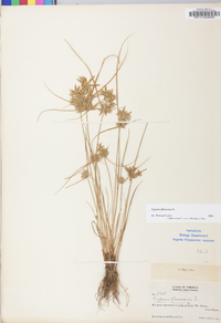 Cyperus flavescens image