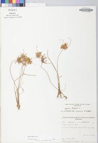 Cyperus flavescens image