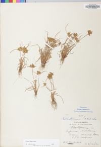 Cyperus flavescens image