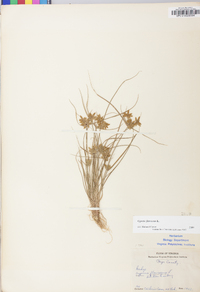 Cyperus flavescens image