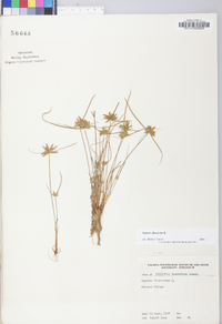 Cyperus flavescens image