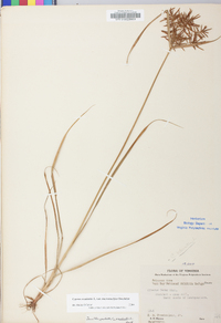 Cyperus esculentus var. macrostachyus image